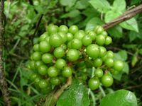 Ampelocissus africanus fr-t.JPG